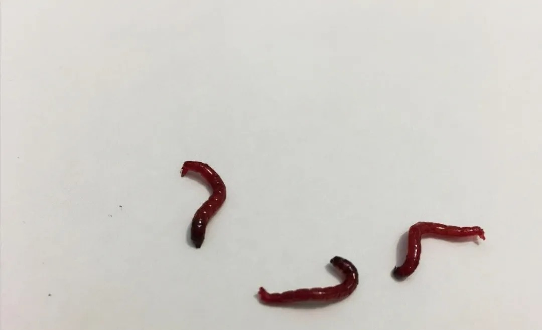 冬季钓鲫鱼什么饵料好?这3种饵料足够了,特别是第1种很好用