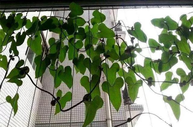 一节山药插水里,疯狂长藤“冒金豆”,赚大了!