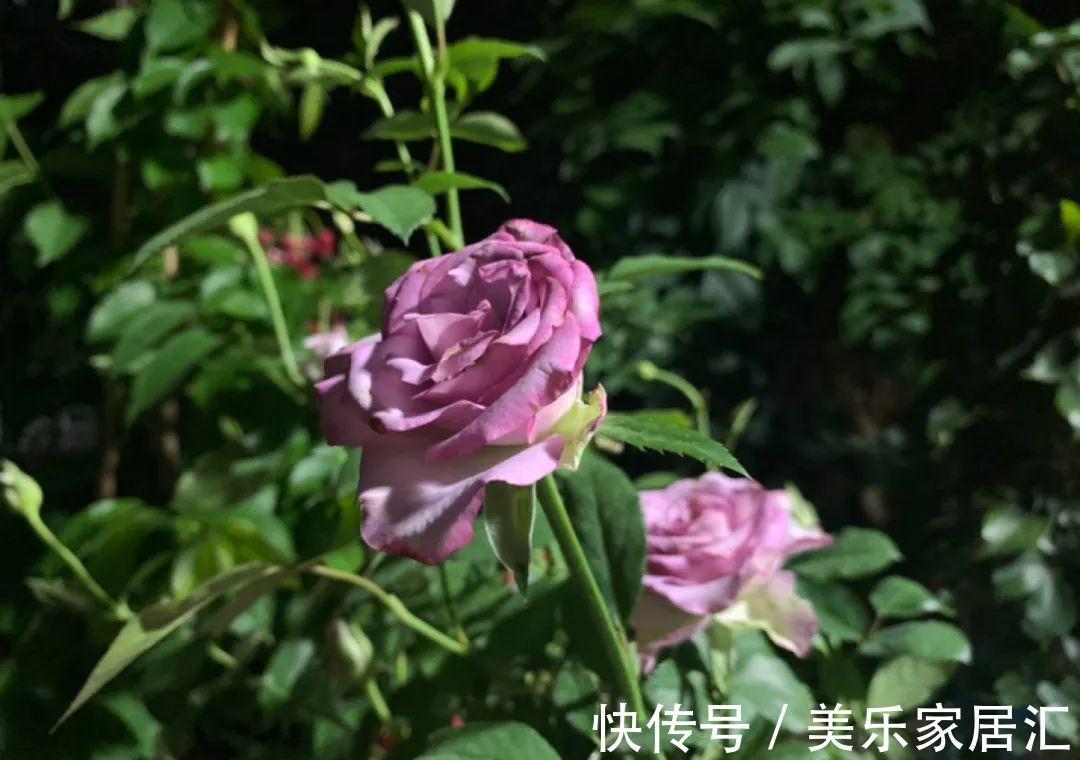 浇水|入冬修剪,这9种花,剪错不开花、杆子会枯死