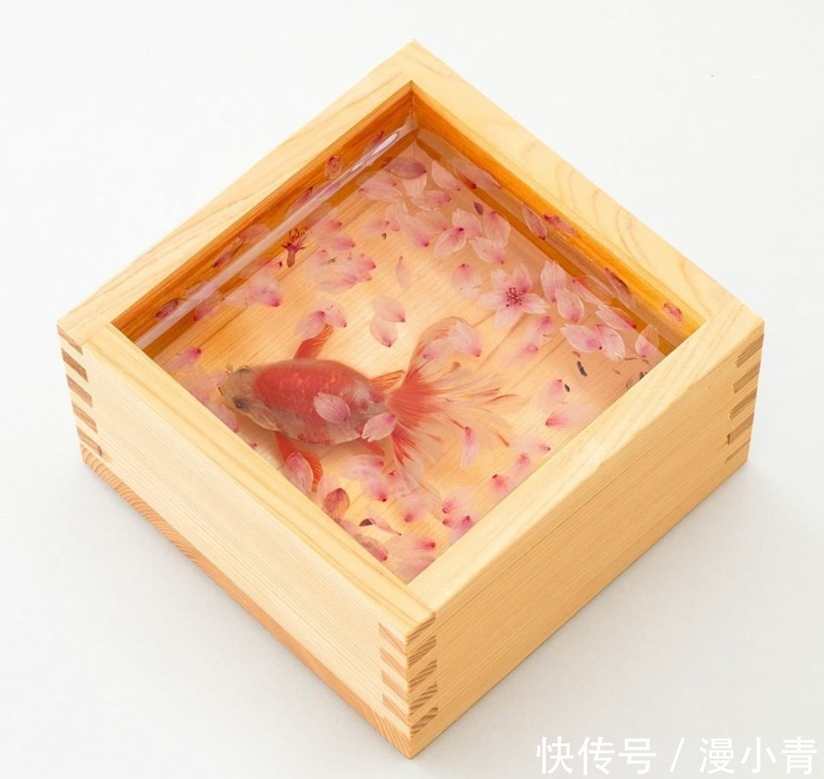 绘画@画师用特殊手法画出堪比三次元的金鱼,不告诉你真相,你能发现吗