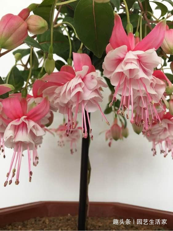 此花花期长较耐寒,秋冬想养花就养它,开花多不怕冷