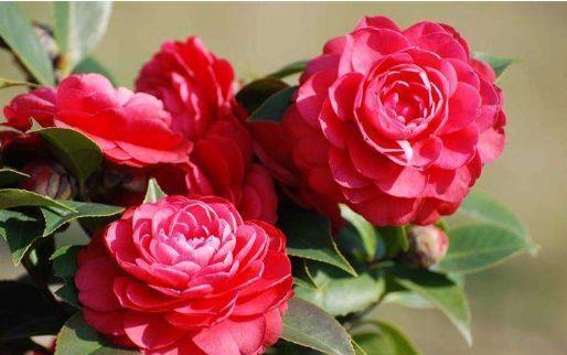 适合冬天养护的4款花,花大色艳真漂亮,谁养谁上瘾