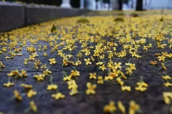 农家肥|桂花香飘远十里,注意小技巧,花期长开花簇簇