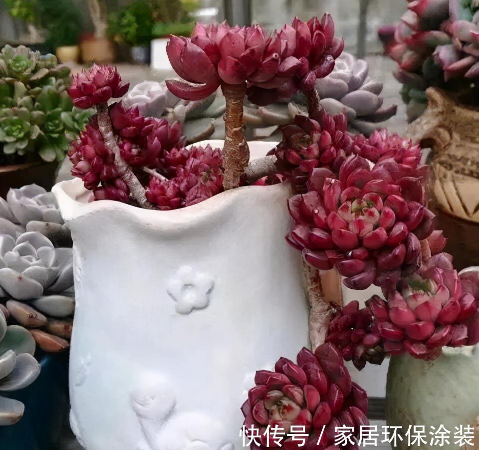 花友|养多肉3年顺风顺水，多亏选了6种大普货，现在全是大老桩