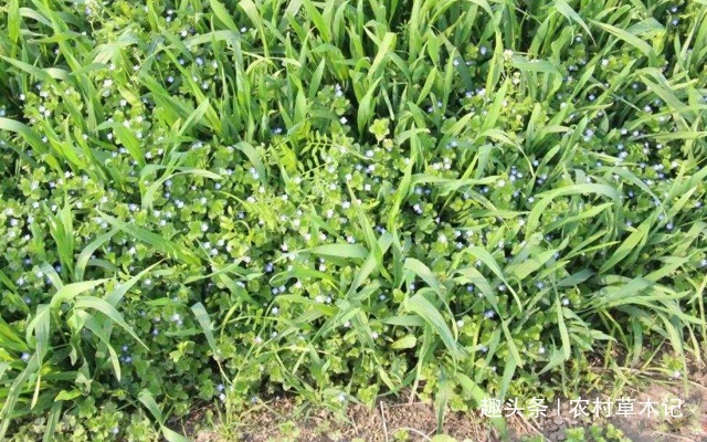 农田|入侵多年,常对农田作恶,却不知是珍贵的“补肾草”