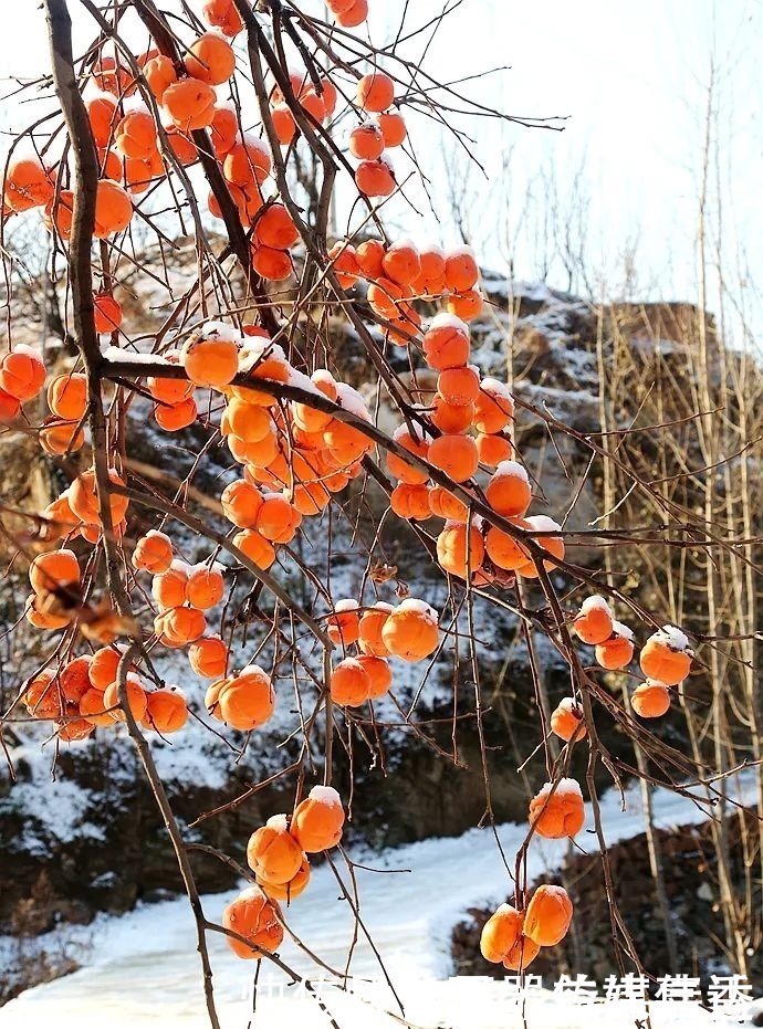 柿饼|一方水土：这条沟的柿子一直不摘，雪打红柿特别美