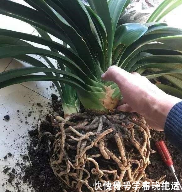 僵苗|君子兰不见长,是僵苗还是养护不当教你“4招”,快速恢复活力!