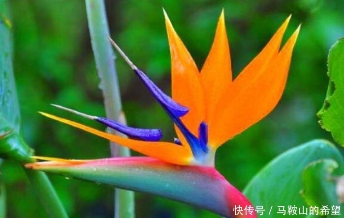 几种植物，开花特漂亮，随便养都能活，阳台开出花海