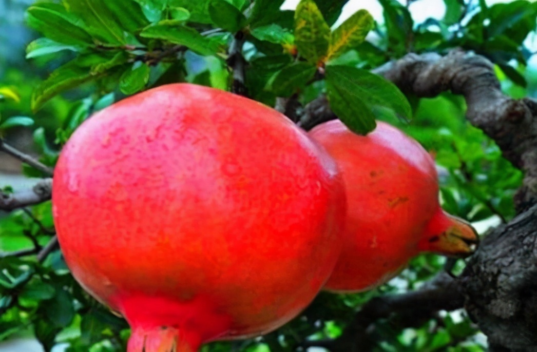 美容养颜|想一直年轻,建议吃的食物,增强皮肤弹性,美容养颜,活血排毒