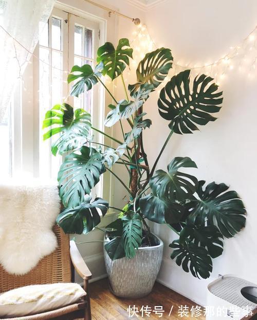 吉祥|适合家里养的“健康花”，干净健康，还吉祥，格调高雅有品味