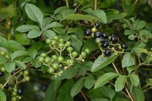 风湿骨痛|农村野草“母猪藤”,专门为“风湿骨痛”而长的,有幸遇见,请珍惜