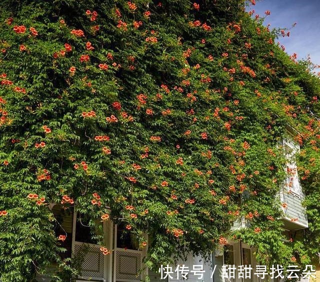 三角梅|6种“爬藤花”,美上天际,种上一株,就能赏几十年!