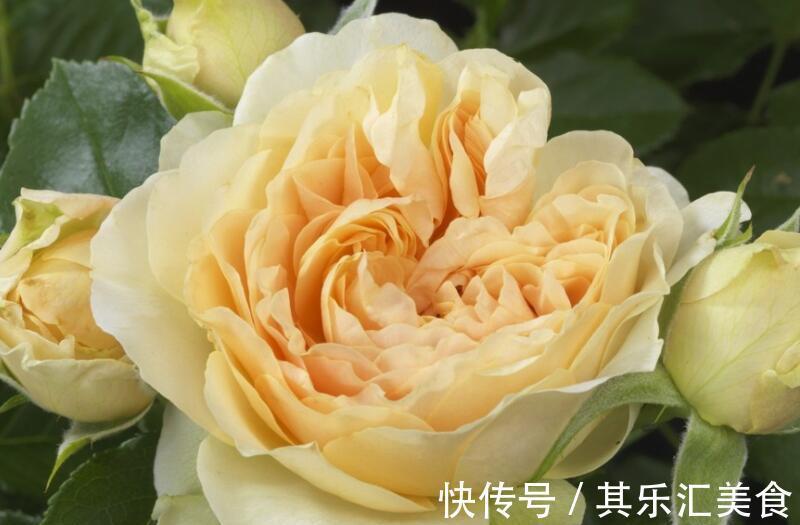 一朵花|养花试试这几款，四季开花频繁，也有怡人的花香