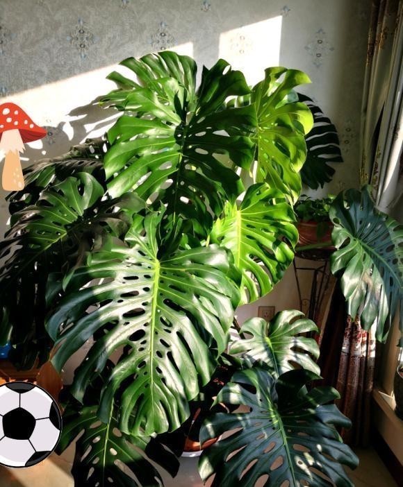 植物|这种植物最适合家养，叶子油绿，长势飞快，关键还能净化空气