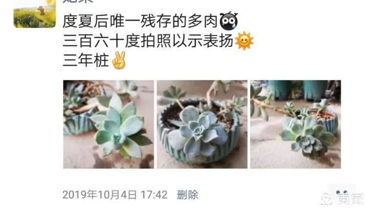 懵懵懂懂入肉坑,跌跌撞撞养多肉