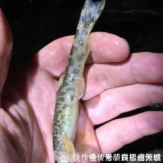 鱼塘|小伙钓鱼,大丰收,晚上妻子开心的打开鱼笼,瞬间给笼子甩的老远