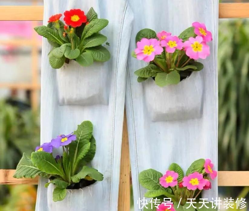 开花期|新人养花很容易上手的报春花，盆栽注意5点，开花又多又美