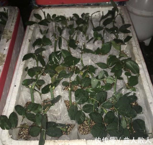 扦插月季不生根用它捂一捂,过几天“冒白根”,变成月季大户!