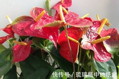 花亭|喜欢在家中和庭院养护花卉，就选择3种花卉，花朵艳丽，花期长