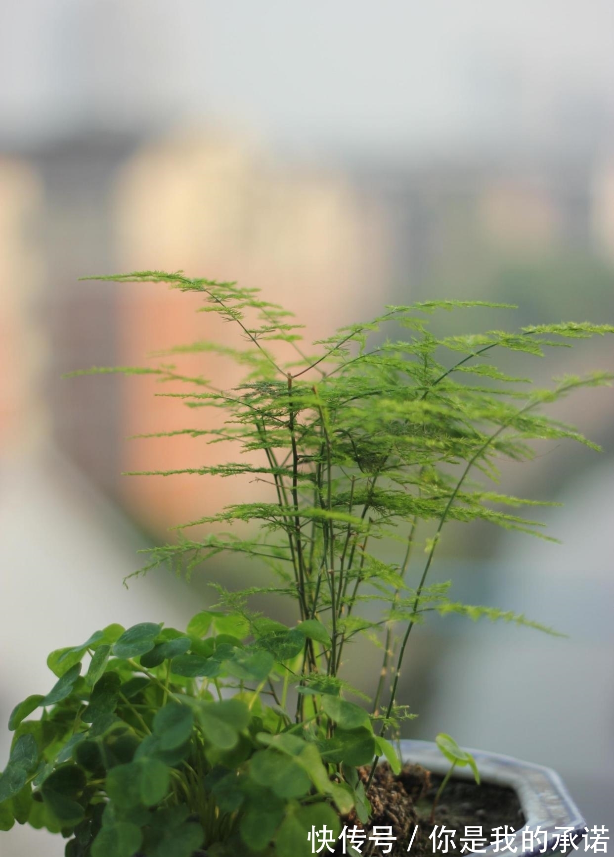 文竹促芽方法多,一杯水就能解决,你知道吗?