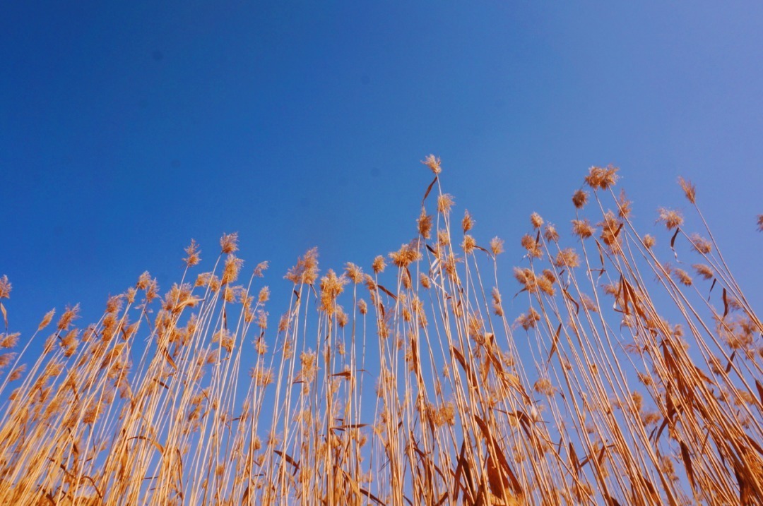 脚踏|一路银川,水洞沟遗址脚踏黄土来,机关四起藏兵洞