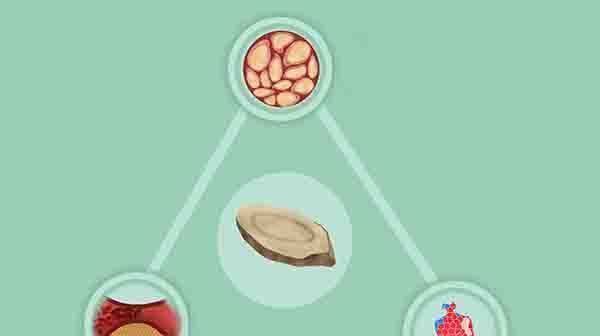 黄芪泡水|用黄芪泡水喝,身体能得到哪些好处?一次放多少为宜?有何禁忌?