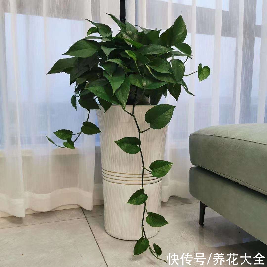 很难养死的5种花，想养死也不简单，你养死过几种？