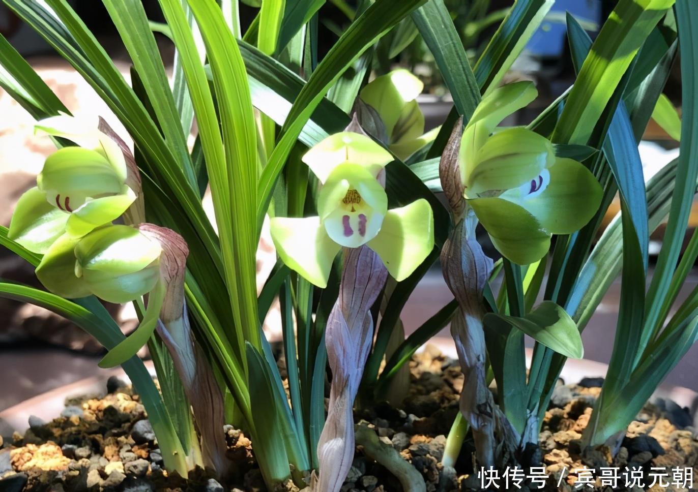 大色|4种自带“体香”的花,花大色艳香气足,阳台养一盆,人人闻香气