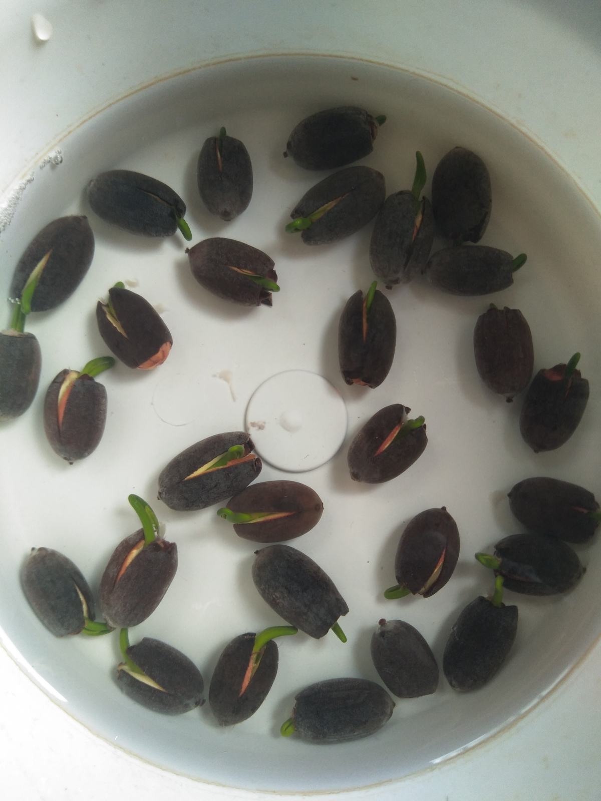 花骗子最爱卖的5种花,养花小白要记住,擦亮眼睛不上当