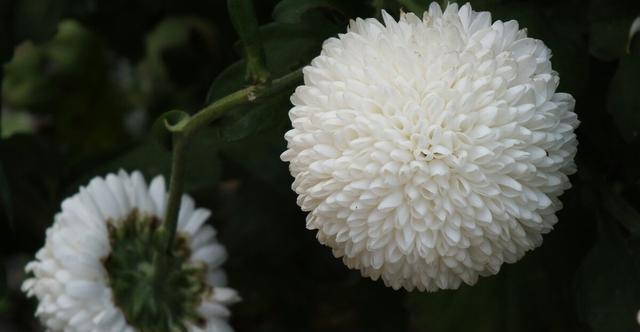 大丽花|五种花开花就变成“球”，好看好养还不挑地方，家里养一盆正合适