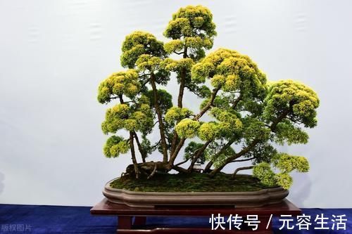 松柏类|制作盆景时,很少的盆土能满足树木的生长吗?盆土越少,盆景的养护难度越大