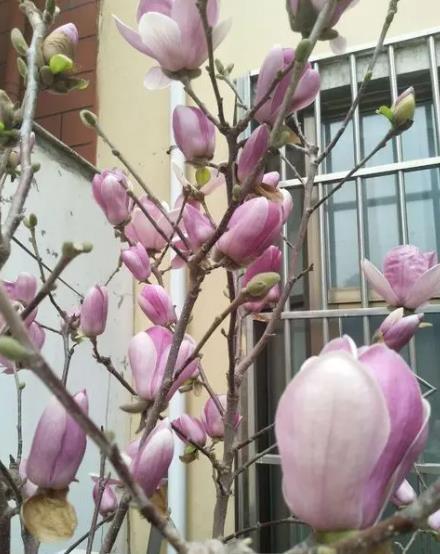 家门口空荡荡的,种棵吉祥树,满树开花颜值高,还能镇宅寓意好