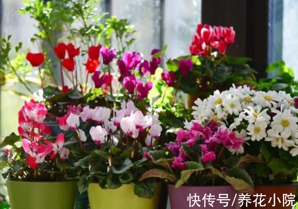 家里养3种花,冬天别停肥,让它早开花
