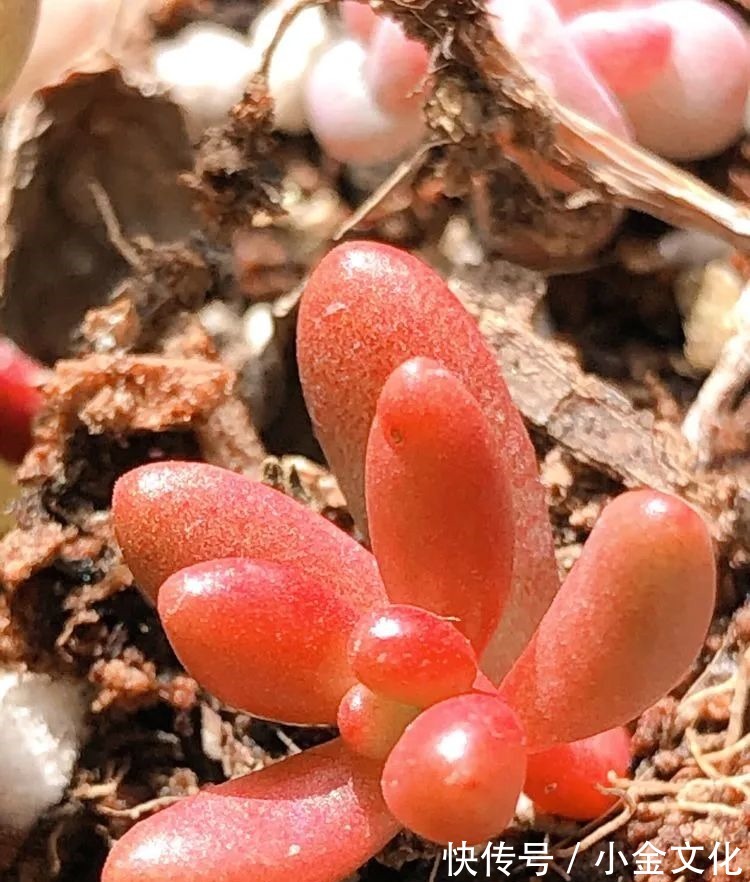 红稚莲|以阳光为滤镜,蓝天为背景,期待拥抱春天,拥抱自然!