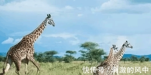 世界之大|8个超奇葩的冷知识, 真是“世界之大, 无奇不有”