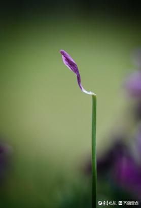 春雨过后，郁金香花瓣已落