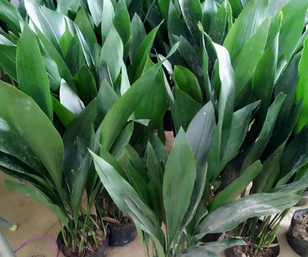 适合卧室养的6种花,好看又实用,养起来也很简单