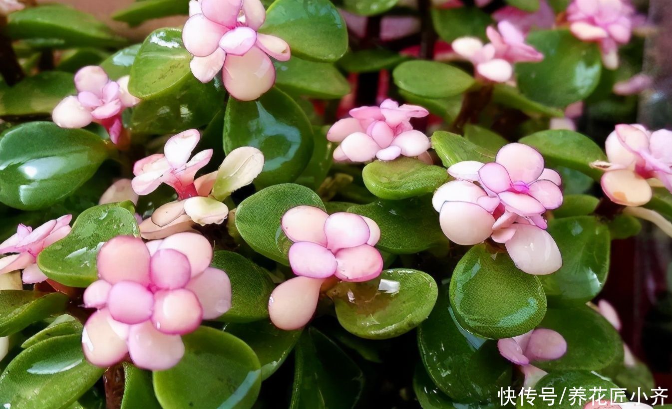 无论你多喜欢养花，都不要碰“3种花”，这都是养花高手被坑过的