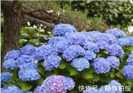 养护|这5种花种在家里一不小心就变成了花海