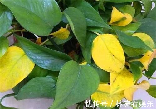 浇水|绿萝也要补营养,浇水的时候加一点,叶子不黄有精神!