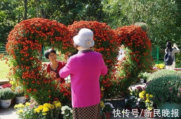 秋菊|2021上海菊花展延长一周“名菊归家”活动也将顺延