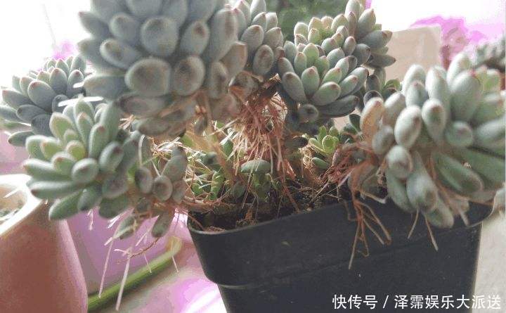 花友|多肉长胡子了这是危险信号,赶紧挖出来看看!