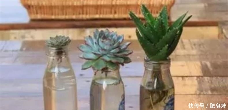 水培多肉|多肉还可水培?多肉土培转水培,快速生根方法全在这儿~