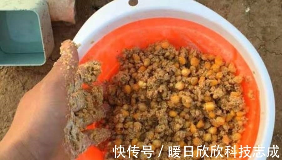 夏天|夏天一到，鲤鱼只要按我说的钓，隔三五天就想钓一钓，切记别透露