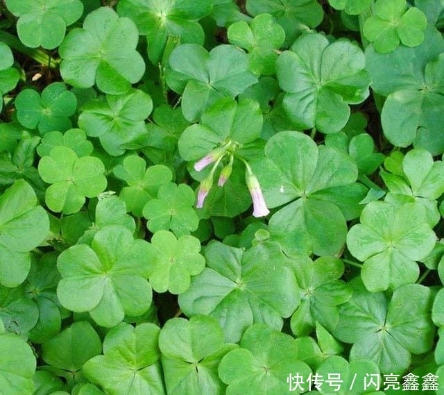 农村满地到处的野草,能清热解毒,治疗月经不调,助消化,你知吗