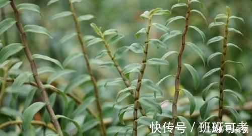 荷兰菜|农村这种“救命仙草”，现在有钱都买不到，它的稀罕程度也是可想而知的了