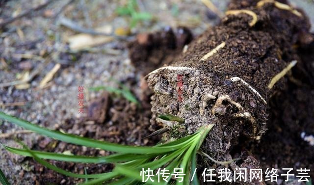 松针土的秘密,不在松针,也不在土,很多人种植兰花都用错了