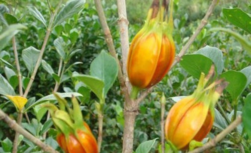 失眠|晚上易失眠多梦用此物泡水,睡前来一杯,告别失眠,抗菌又消炎