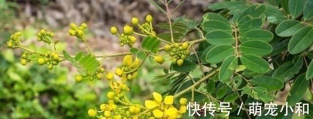 小时候经常见的17种植物,很熟悉却叫不上名字,现在终于知道了