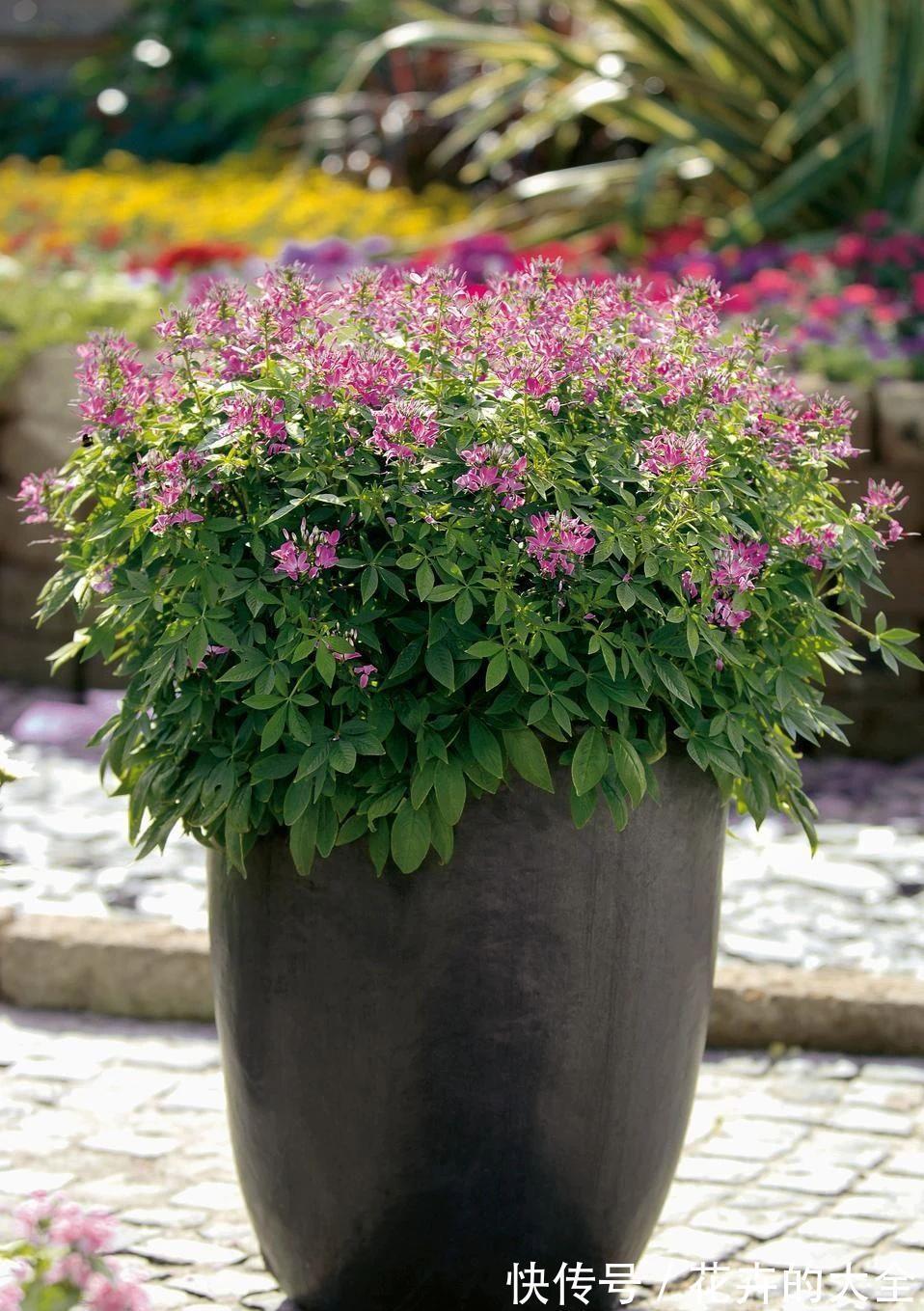 阳台上|有院子可尝试种些夏秋不断开花的醉蝶花,还能养成大型盆栽